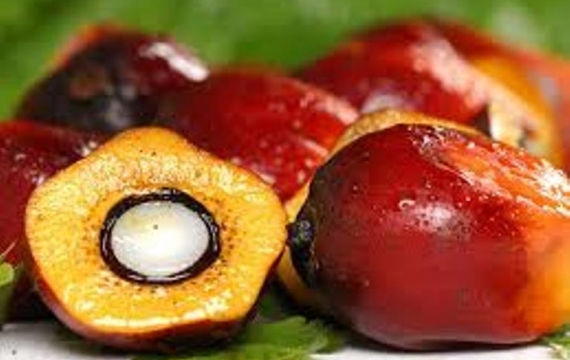 Horee... Harga Sawit Riau Kembali Naik